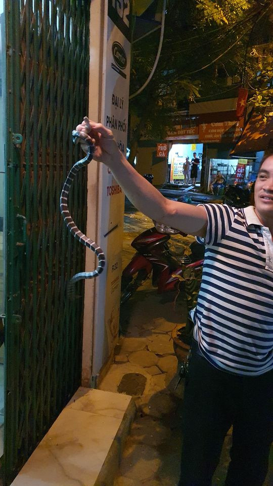 Con rắn cạp nia với sọc đen trắng đặc trưng ẩn nấp trong nhà giữa phố Hà Nội. Chủ nhà nghi ngờ có thể đã có một ổ rắn sống trong nhà anh từ lâu.