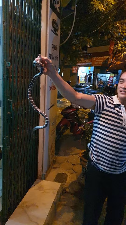 Con rắn cạp nia với sọc đen trắng đặc trưng ẩn nấp trong nhà giữa phố Hà Nội. Chủ nhà nghi ngờ có thể đã có một ổ rắn sống trong nhà anh từ lâu.