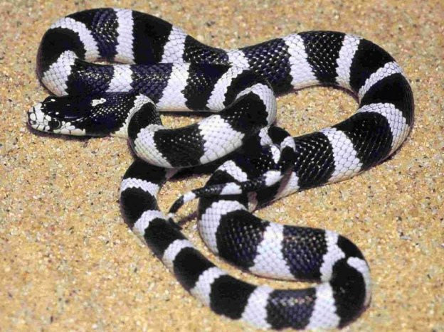 Rắn cạp nia (Bungarus caeruleus) là loài rắn độc thường gặp ở tiểu lục địa Ấn Độ và các nước Đông Nam Á, khá phổ biến tại Việt Nam.