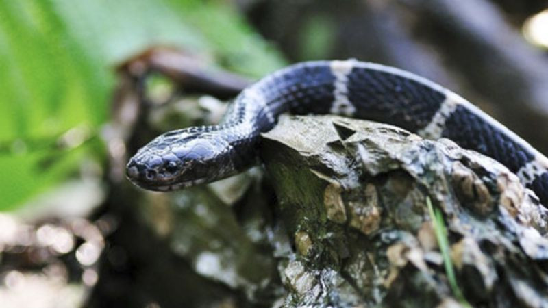 Rắn cạp nia được ví như một trong ''tứ đại rắn độc'' của thế giới cùng với rắn hổ mang, rắn hổ bướm và rắn lục hoa cân. Một cú cắn của rắn cạp nia đặc biêt nguy hiểm, nhanh chóng gây ra trụy hô hấp cho nạn nhân.