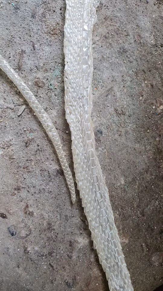 Sau đó vài giờ, chủ nhà phát hiện giữa khe cửa xuất hiện một con rắn ngoe nguẩy vô cùng đang sợ, ngay lập tức truy hô nhờ người vây bắt. Cuối cùng, chủ nhân của vỏ xác khô này cũng được xác định, là một con rắn cạp nia cực độc.