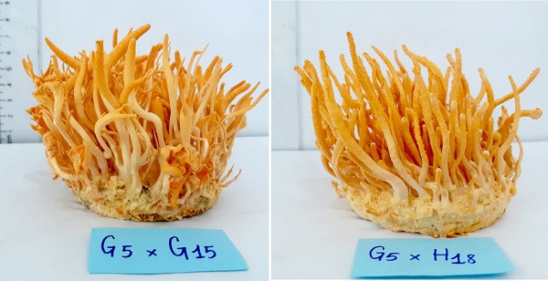 Hoc sinh Viet gianh cu dup HCV tai 2 cuoc thi Khoa hoc quoc te-Hinh-2