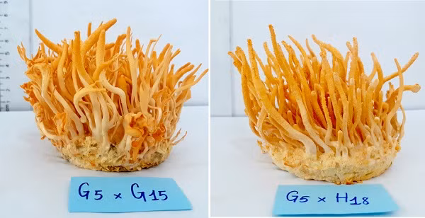 Hoc sinh Viet gianh cu dup HCV tai 2 cuoc thi Khoa hoc quoc te-Hinh-2