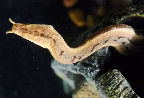 Khác với những loài trong danh sách, rắn xúc tu là rắn nước. Hơn nữa, đại diện đến từ Đông Nam Á này còn là loài duy nhất sở hữu 2 xúc tu trên mõm và chỉ dài khoảng 90cm.