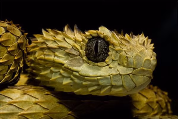 Loài rắn này không chỉ có vẻ ngoài đáng sợ dọa người mà còn sở hữu nọc độc chết người. Nếu bị loài rắn này tấn công, nạn nhân có thể phải chịu đau đớn do vết thương sưng tấy, tắc mạch máu, thậm chí tử vong.