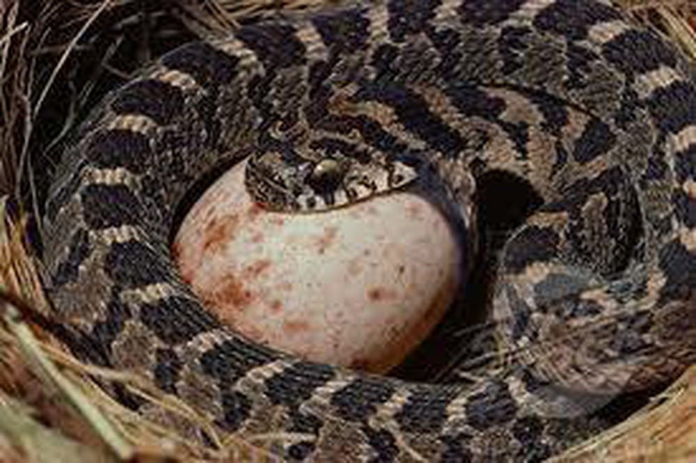 Hành động này của chúng có thể khiến những con vật to lớn như sư tử hay voi cũng phải sợ hãi.