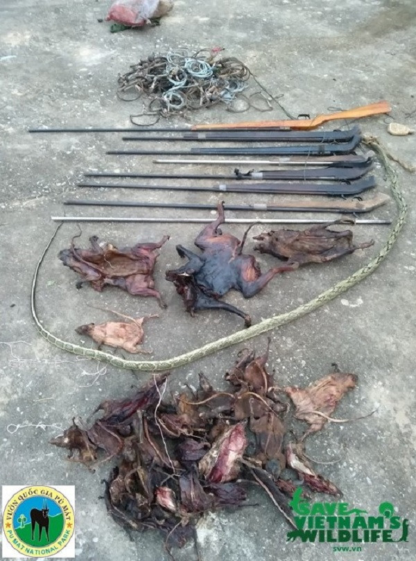 Tang vật thu được từ những người xâm nhập trái phép vào rừng bao gồm nhiều súng và thịt thối sấy khô nhằm mục đích đem bán kiếm lời.