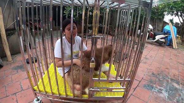Một lần khác Hưng Vlog còn bày trò nhốt em gái vào chuồng chó.
