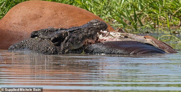 Từng con cá sấu dùng bộ hàm đáng sợ, sắc nhọn như những lưỡi dao cố gắng giằng lấy một miếng thịt bò và con cá sấu giành được nó sẽ đuổi những con khác đi.