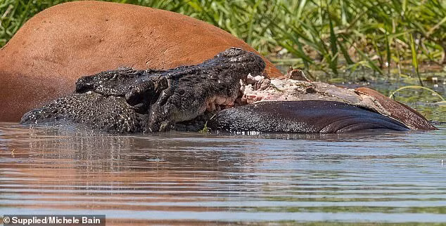 Từng con cá sấu dùng bộ hàm đáng sợ, sắc nhọn như những lưỡi dao cố gắng giằng lấy một miếng thịt bò và con cá sấu giành được nó sẽ đuổi những con khác đi.