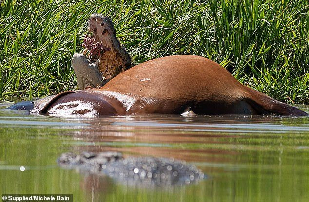 Bỗng từ dưới mặt nước xuất hiện thêm nhiều bóng đen khổng lồ. Hai vợ chồng nhiếp ảnh gia hoảng hốt khi nhận ra nhiều con cá sấu đang ẩn nấp bên dưới, chực chờ ăn thịt con bò.