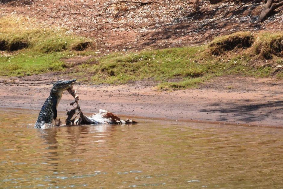 Thức ăn của cá sấu vô cùng đa dạng, từ ngựa, trâu bò, lợn rừng, đến trăn khủng,...thậm chí chúng còn ăn thịt chính đồng loại của mình. TP.HCM: Cảnh báo cá sấu xuất hiện trên sông Sài Gòn | VTC Now