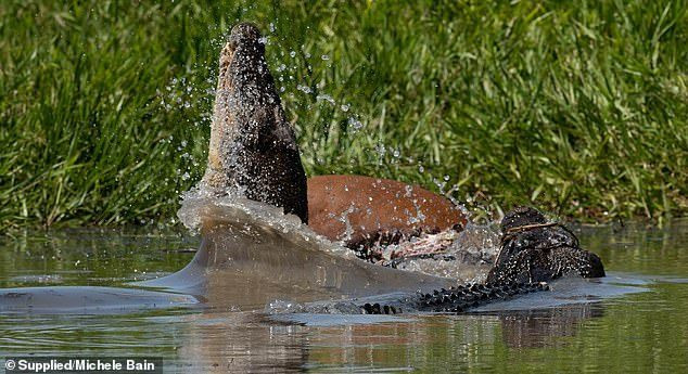 Một trong những con trong đàn thuộc dạng lão làng nghiến răng để xua đuổi những con khác và xé xác nạn nhân.