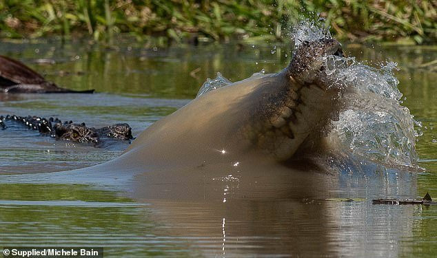 Cá sấu thường dành một tuần để ăn thịt một loài động vật có vú to lớn. Tuy nhiên nhiếp ảnh gia cho biết con bò đã hoàn toàn biến mất vào sáng hôm sau - chưa đầy 24 giờ sau đó.
