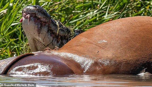 Con cá sấu bắt đầu ăn thịt con bò với một cú ngoạm lớn.