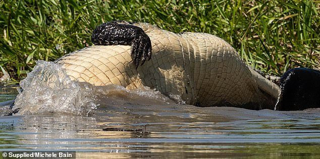Cuộc chiến giữa những con cá sấu đói bụng diễn ra làm náo động ở một vùng đầm lầy.