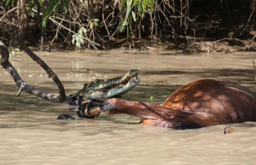 Bain cho biết cô thấy những vệt dài trong bụi rậm nơi con cá sấu dài 4 mét kéo con mồi lớn xuống nước sau khi đã hạ gục được ở trên bờ.