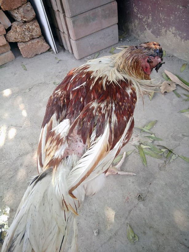 Mike không phải là chú gà duy nhất trên thế giới còn sống sót sau khi bị đứt đầu. Gần đây một con gà trống khác ở Anh cũng được tìm thấy trong tình trạng tỉnh táo và khỏe mạnh với tình trạng không đầu. Tuy nhiên nó chỉ sống được hơn một tuần.