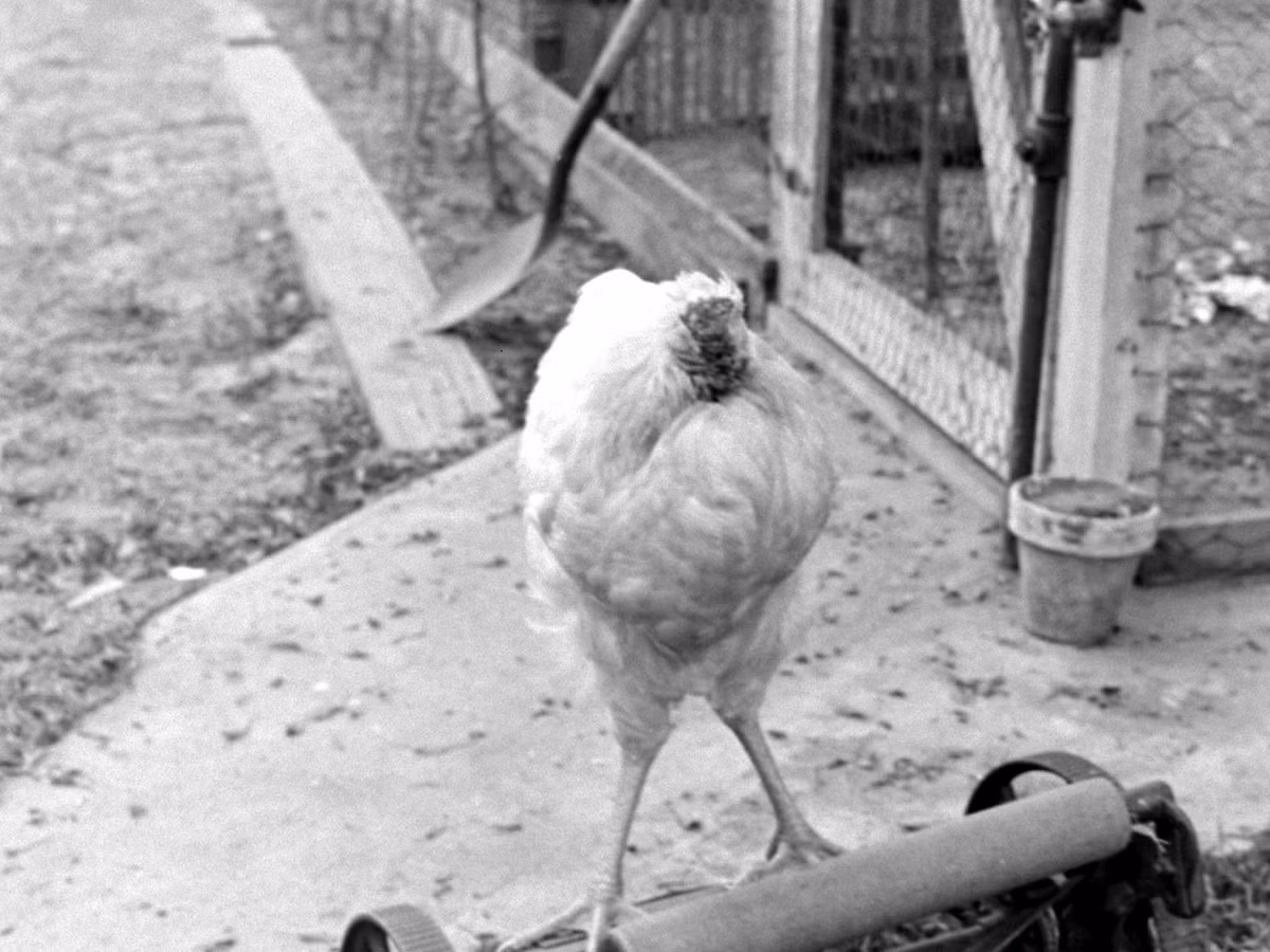 Đó là câu chuyện của Mike - chú gà trống đặc biệt trong trại chăn nuôi của ông Lloyd Olsen tại Fruita, Colorado, Mỹ. Ngày 10/9/1945, như mọi ngày ông cùng vợ ra chuồng trại, bắt gà làm thịt cung cấp cho chợ của thị trấn.