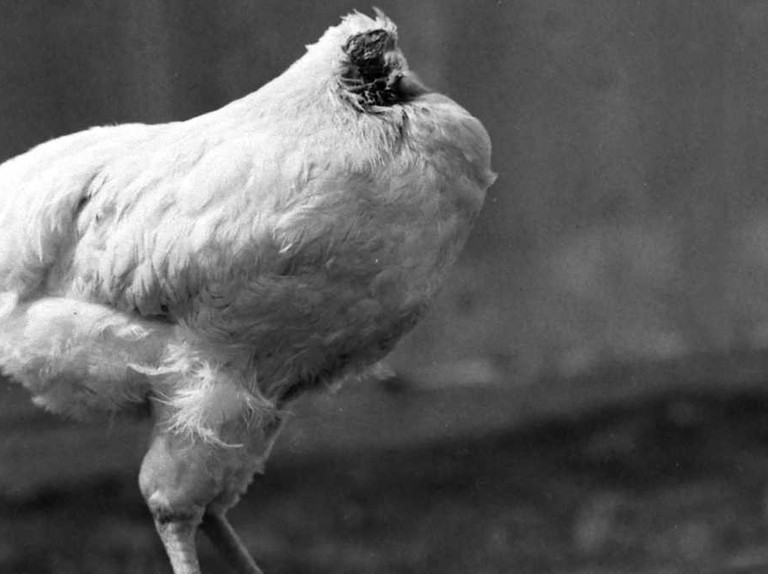 Gia đình ông chủ phát hiện Mike bị sặc giữa đêm, họ phải dùng ống đút thức ăn để làm sạch chất nhầy cho gà. Kết quả là nó bị chết thảm do ngạt, tình trạng thể chất của Mike lúc này được mô tả là hoàn hảo.