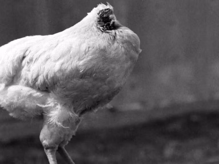 Gia đình ông chủ phát hiện Mike bị sặc giữa đêm, họ phải dùng ống đút thức ăn để làm sạch chất nhầy cho gà. Kết quả là nó bị chết thảm do ngạt, tình trạng thể chất của Mike lúc này được mô tả là hoàn hảo.