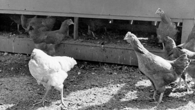 Ông chủ Lloyd không khỏi bất ngờ khi con gà trống vẫn đi lại bình thường, chứ không vặn vẹo mình rồi bất động, lìa đời. Kỳ lạ hơn, nó còn tìm cách ''mổ'' những hạt thóc trên mặt đất với cái cổ không đầu.