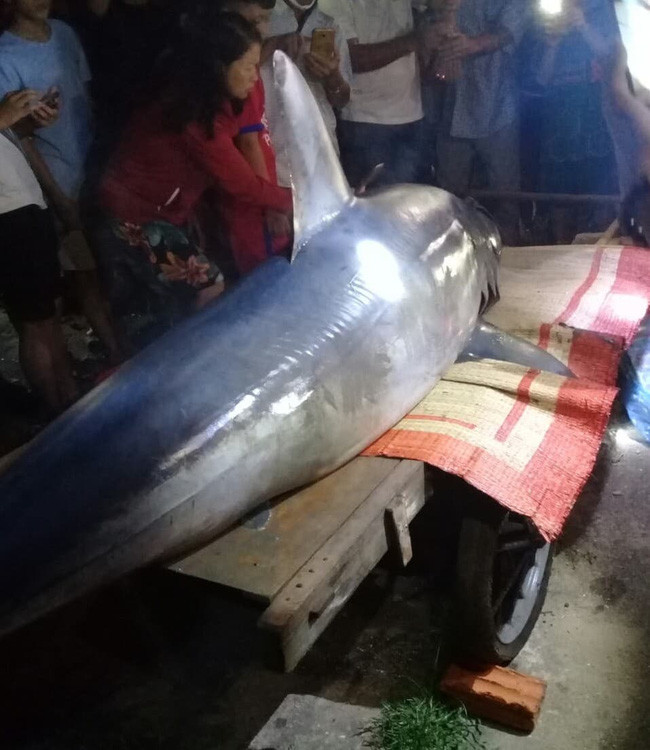 Vào thời điểm kể trên, con cá này còn sống nhưng rất yếu.