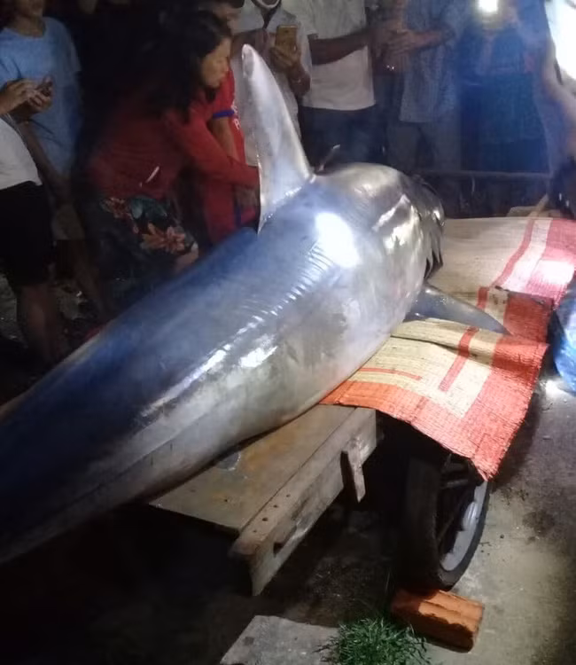 Vào thời điểm kể trên, con cá này còn sống nhưng rất yếu.