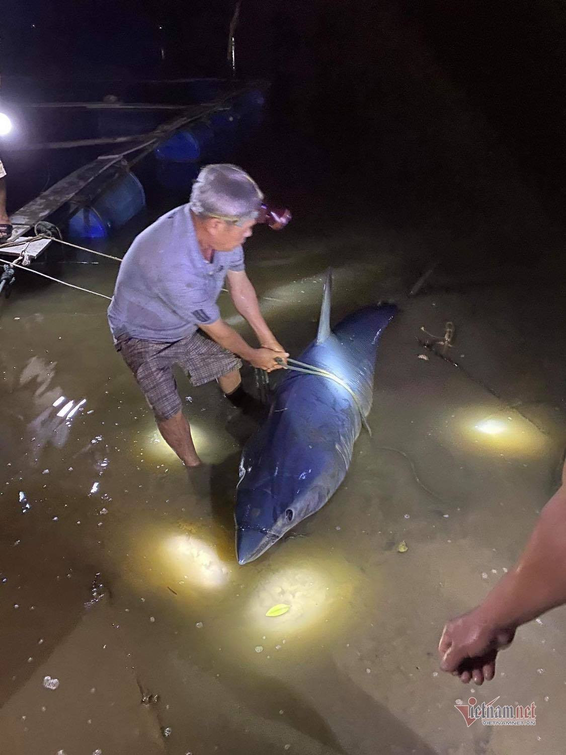 Ngày 23/9, UBND xã Vĩnh Giang (huyện Vĩnh Linh, tỉnh Quảng Trị) cho biết phát hiện một con cá khủng tại khu vực bờ sông Bến Hải, thuộc địa phận thôn Tùng Luật, cách biển khoảng 1 km. Ảnh: Vietnamnet