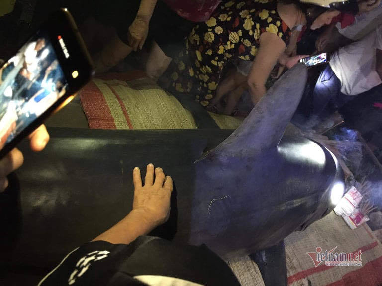 Bước đầu ghi nhận con cá lạ này là cá mập xanh, dài khoảng 2,5m, nặng tầm 2 tạ, trên miệng vẫn còn một lưỡi câu. Ảnh: Vietnamnet