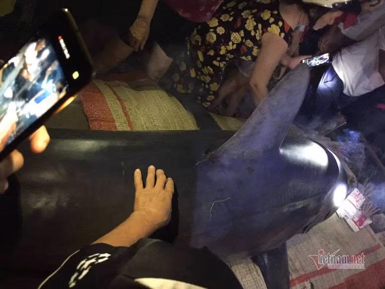 Bước đầu ghi nhận con cá lạ này là cá mập xanh, dài khoảng 2,5m, nặng tầm 2 tạ, trên miệng vẫn còn một lưỡi câu. Ảnh: Vietnamnet