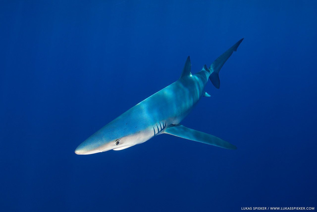 Cá mập xanh được phát hiện ở bờ biển Quảng Trị là loài cá không quá xa lạ, thường sống ở vùng nước sâu trong các đại dương vùng ôn đới và nhiệt đới. Tuổi thọ trung bình là khoảng 20 năm tuổi.