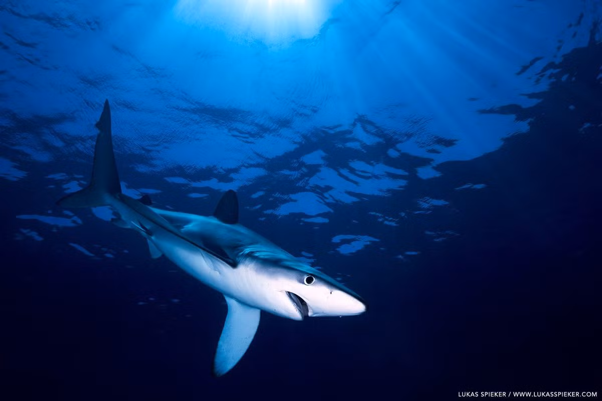 Chúng là loài cá mập di chuyển linh hoạt và nhanh, sống thành từng nhóm nhỏ tùy theo giới tính và kích thước, vì vậy chúng được mệnh danh là "sói biển".