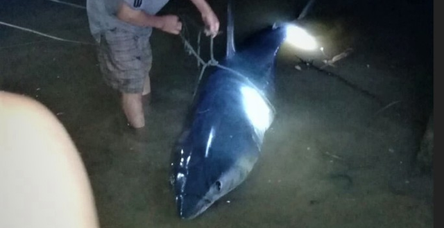 Lãnh đạo địa phương cho biết, trước đây, người dân địa phương cũng từng phát hiện xác cá mập xanh dạt vào bờ sông này và chôn cất cẩn thận.