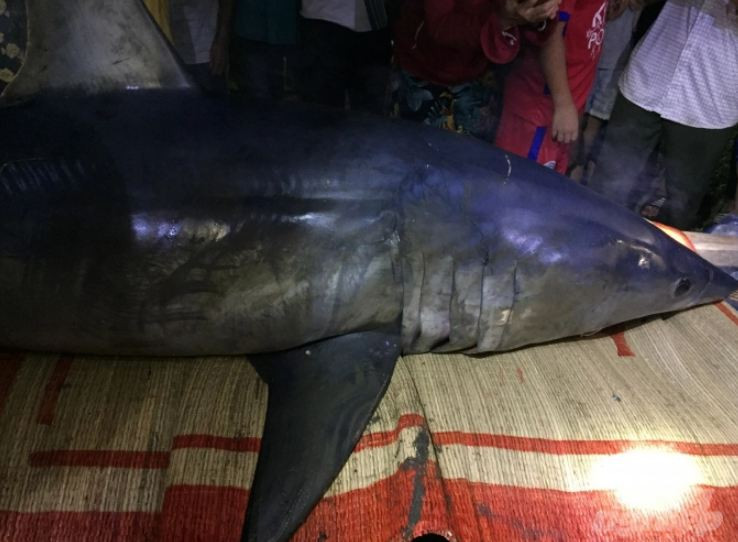 Ngay sau đó, một số người dân ở thôn Tùng Luật đã dùng thuyền ra nơi phát hiện con cá lạ để nắm bắt tình hình. Mất khoảng 1 tiếng đồng hồ mới đưa được xác cá vào khu vực bến đò B.