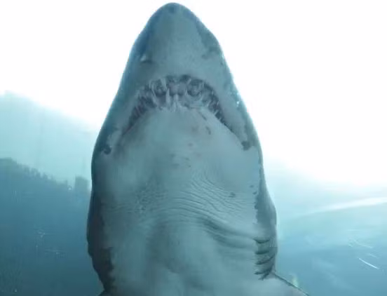 Cá mập xanh nổi bật với đôi vây ngực rất dài. Phần trên của cơ thể có màu xanh đậm, nhạt hơn ở hai bên sườn, và phần dưới là màu trắng, con đực thường có chiều dài từ 1,82 đến 2,82 m, trong khi những con cái lớn hơn thường lên tới 2,2 đến 3,3 m.