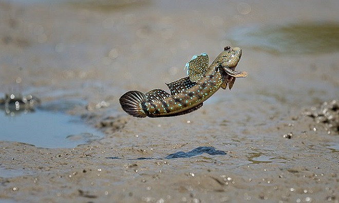 Bởi vậy loài cá này còn được biết với điệu nhảy vô cùng thú vị và yêu đời thế này.