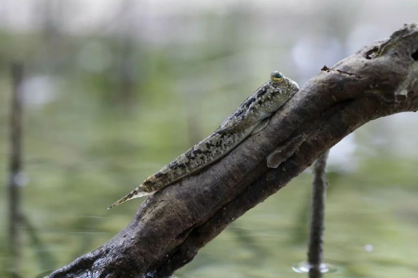 Có vẻ ngoài thô ráp, xấu xí, ngoài khả năng bơi lội,chạy trên cạn và leo cây, cá thòi lòi còn là một đặc sản không thể bỏ qua khi đến vùng ngập mặn.