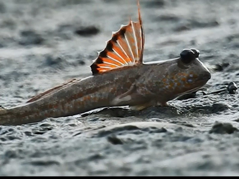 Hai vây trước làm nhiệm vụ của một ''đôi tay'' chắc khỏe và khéo léo giúp cá thòi lòi có thể đi bộ hay chạy như những loài trên cạn.