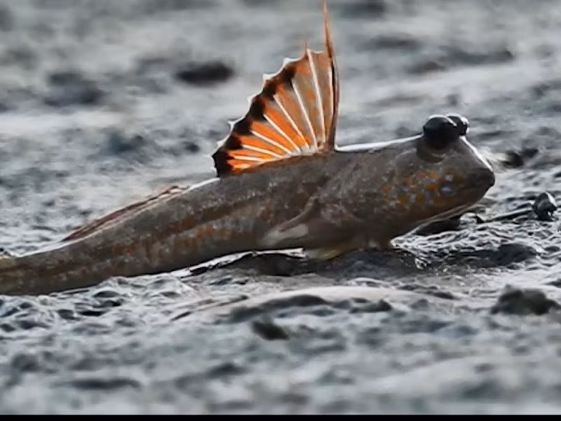 Hai vây trước làm nhiệm vụ của một ''đôi tay'' chắc khỏe và khéo léo giúp cá thòi lòi có thể đi bộ hay chạy như những loài trên cạn.