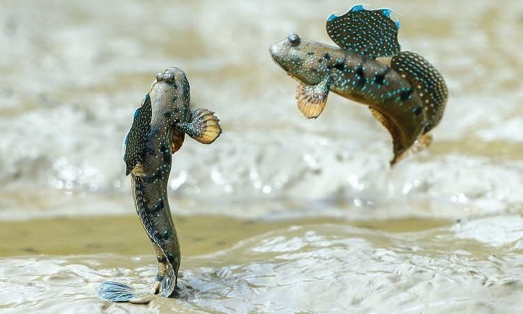 Thông thường cá thường nằm vất vưởng để ''dạo chơi'' trên những rễ cây nhưng khi có tiếng động là nó tỏm xuống sông bơi, lặn hoặc nhảy tung tăng trên mặt nước.