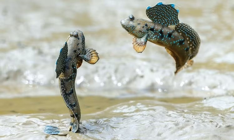 Thông thường cá thường nằm vất vưởng để ''dạo chơi'' trên những rễ cây nhưng khi có tiếng động là nó tỏm xuống sông bơi, lặn hoặc nhảy tung tăng trên mặt nước.