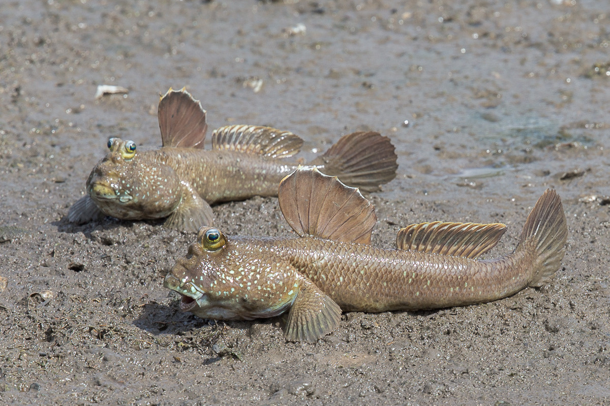 Cơ thể của chúng có thể trữ nước trong mang để hô hấp khi lên cạn, trao đổi khí qua da như ếch. Chúng thở bằng cách giữ nước trong miệng và khoang mang và ở trên cạn cho đến khi nước trong miệng bị khử hết oxy.
