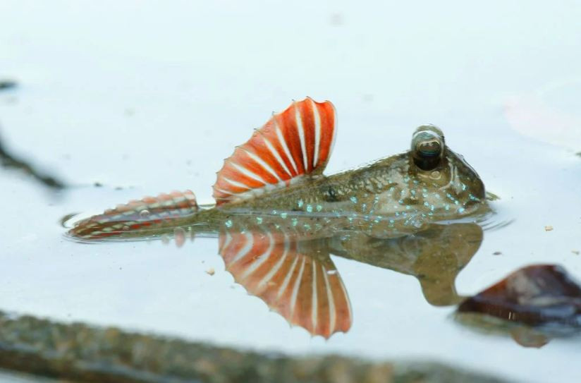 Chính những cấu tạo đặc biệt của cơ thể mà loài dị cá này còn có khả năng leo trèo trên cây và nhảy từ cành này sang cành khác một cách rất điêu luyện.