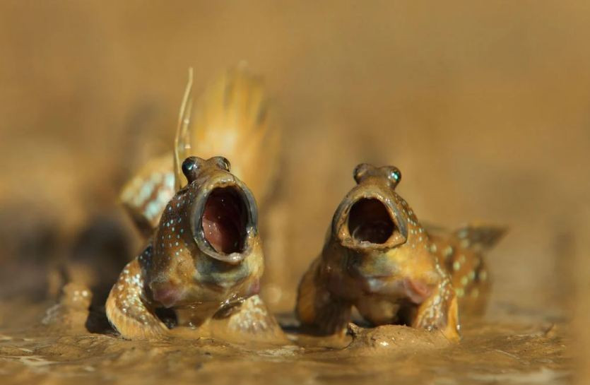 Cá thòi lòi sinh sống chủ yếu dưới tán rừng ngập mặn ở khu vực Ấn Độ - Thái Bình Dương, tại Việt Nam loài dị cá này phổ biến ở bãi bồi Mũi Cà Mau.