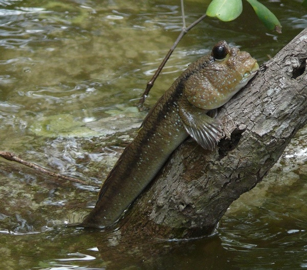 Cá thòi lòi rất tinh ranh và nhanh nhẹn trong việc trốn thoát trước sự tấn công của kẻ thù. Thông thường, khi nước ròng thì cá thòi lòi chui vào hang trú ẩn và nước lớn thì ra ngoài kiếm ăn.