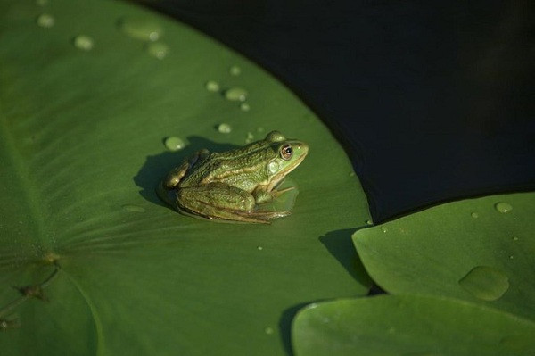 Con ếch ngồi trên lá hoa súng ở đồng bằng Danube, gần Sfantu Gheorghe, Romania. Nơi đây là Di sản Thiên nhiên Thế giới được UNESCO công nhận.