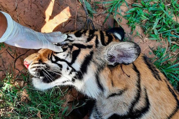 Nhân viên của một cơ quan bảo tồn động vật đang kiểm tra xác con hổ đã chết gần trang trại ở Trumon, Nam Aceh, Indonesia. Con vật này được cho là chết vì bị ngộ độc.