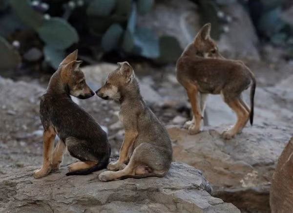 Những con sói xám Mexico từng đứng trước nguy cơ tuyệt chủng vì các vụ săn bắn trái phép. Để cứu chúng khỏi viễn cảnh biến mất hoàn toàn, Mỹ và Mexico đã thực hiện một biện pháp cực đoan là bắt giữ toàn bộ các cá thể ngoài tự nhiên và nuôi nhốt trong khu bảo tồn.