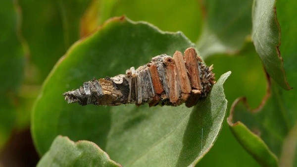 Một trong những bức ảnh động vật đẹp nhất thế giới tuần qua. Thứ giống như một khúc gỗ này là nhộng của Amicta moneiba, một loài bướm đêm mới được phát hiện gần đây ở đảo La Gomera và El Hierro (Tây Ban Nha).